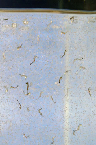 Gallery Best of wildlife: Portsmouth, UK: A collection of 120 baby British seahorses