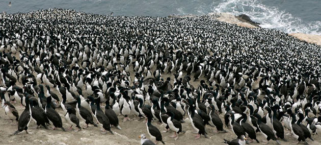 Gallery Best of wildlife: Asia Island, Peru: Hundreds of 'Guanay' birds