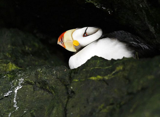 Gallery Best of wildlife: Prince William Sound, Alaska: A horned puffin on a rocky cliff