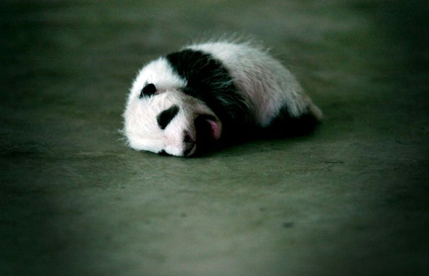 Gallery Best of wildlife: Xi'an, China: One-month-old panda cub A Bao yawns