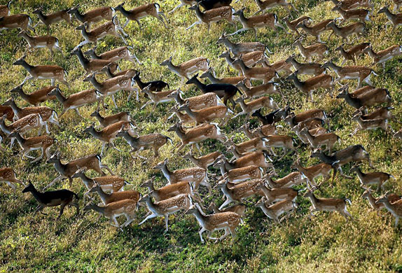 Gallery Best of wildlife: Budapest: A flock of female fallow deer runs across grassland near Sarkad