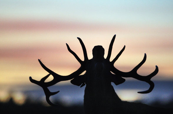 Gallery Best of wildlife: London, UK: A red stag stands in the evening light in Richmond Park