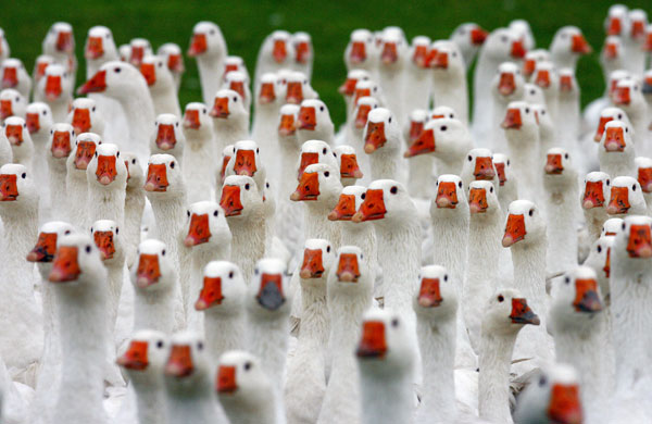 Gallery Best of wildlife: Kuhhorst, Germany: Free-range geese are herded together at a farm