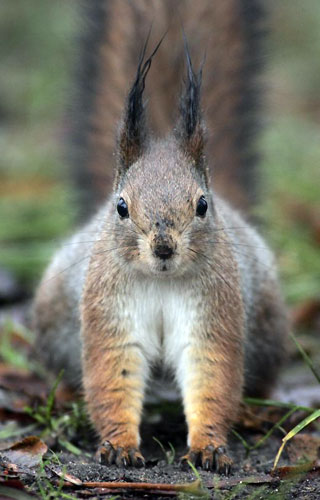 Gallery Best of wildlife: Minsk, Belarus: A squirrel sits on the ground in a park on a foggy da