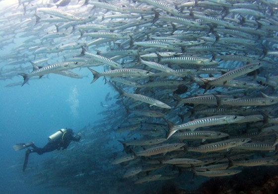 Barracuda Point