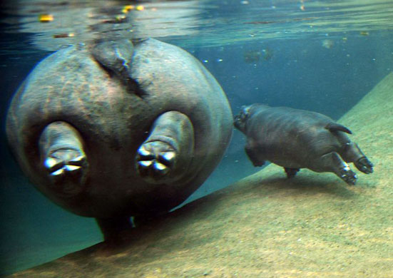 Gallery Best of wildlife: Berlin, Germany: A baby hippopotamus swims beside its mother at the zoo