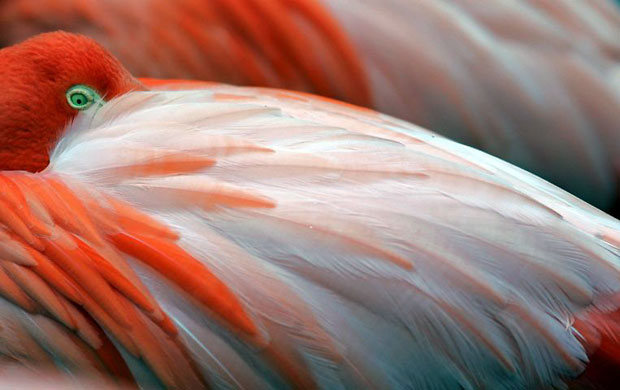 Gallery Best of wildlife: Leipzig, Germany: A flamingo puts his head under his feathers at the zoo