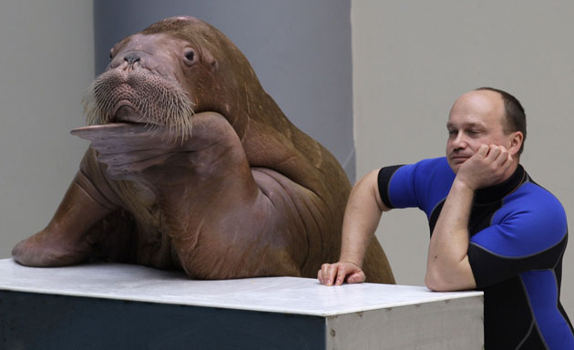 Gallery 24 hours in pictures: 24 hours in pictures: Sara the walrus and her Russian trainer Sergiy