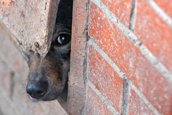 Gallery 24 hours in pictures: A dog looks out at the animal shelter in St Petersburg