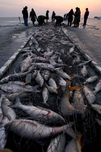Gallery 24 hours in pictures: Chinese fishermen haul in their catch of fish from the frozen Chagan Lake
