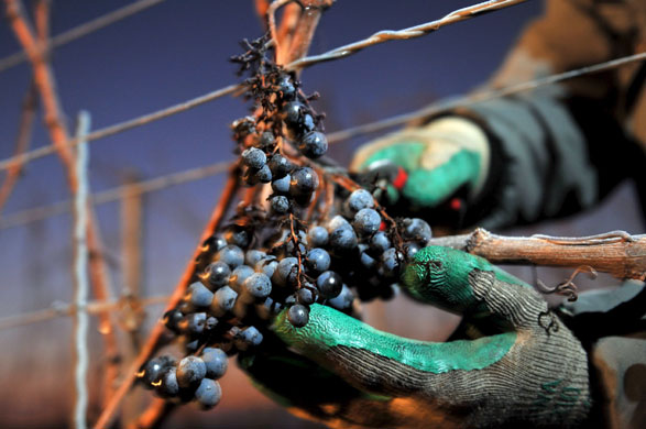 Gallery 24 hours in pictures: Ice wine harvest at Tuniberg