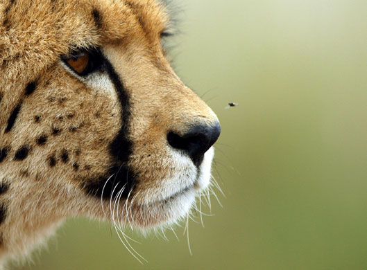 Gallery 24 hours in pictures: Johannesburg, South Africa: A cheetah waits for his daily feed