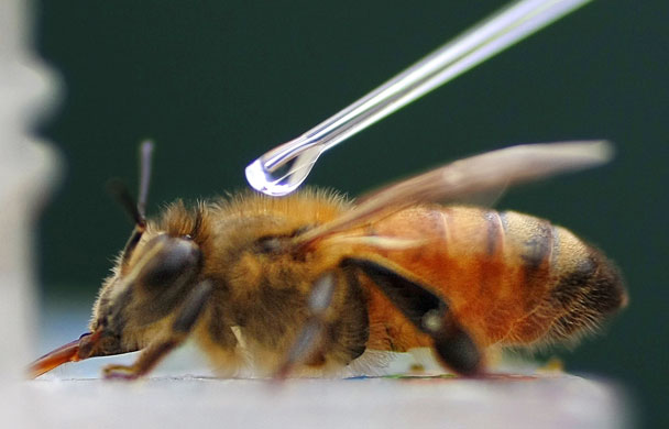 Gallery 24 hours in pictures: A European honey bee with cocaine solution placed on its back