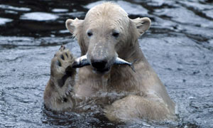 polar bear knut 2nd birthday eating fish