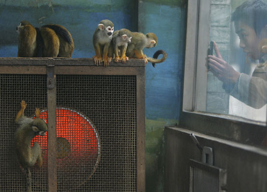 Gallery 30 December 2008: Chengdu, China: Squirrel monkeys stay warm near a newly installed heater