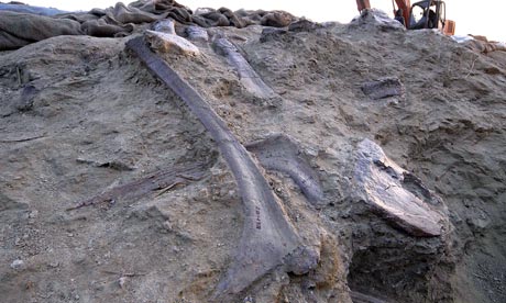 Fossils Of Dinosaurs. dinosaur fossil site