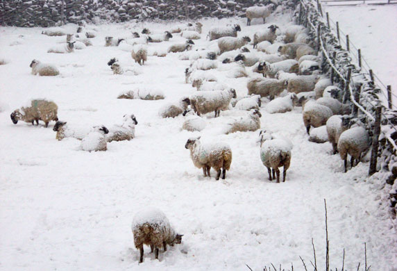 Gallery December snow: Sheep try to shelter from the snow in Rosedale, Yorkshire