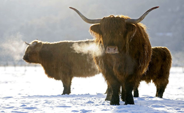 Gallery December snow: Highland cattle stand in a snow covered field near Pitlochry, Scotland