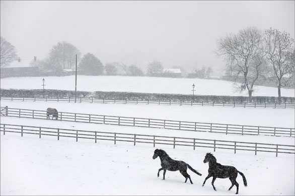 Gallery December snow: Horses in the early morning snow on Holcombe Hill