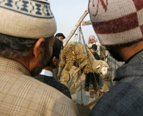 Gallery 24 hours in pictures: Kashmiri Muslim men watch sheep being weighed ahead of Eid al-Adha  