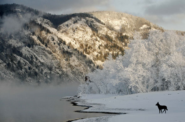 Gallery 24 hours in pictures: A dog stands on the frozen bank of the Yenisei River