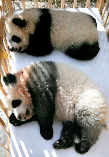 Gallery Week in wildlife: Qinling, China: Two giant panda cubs