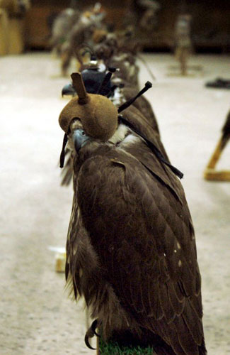 Gallery Week in wildlife: Karachi, Pakistan: Seized falcons at a governmen wildlife office