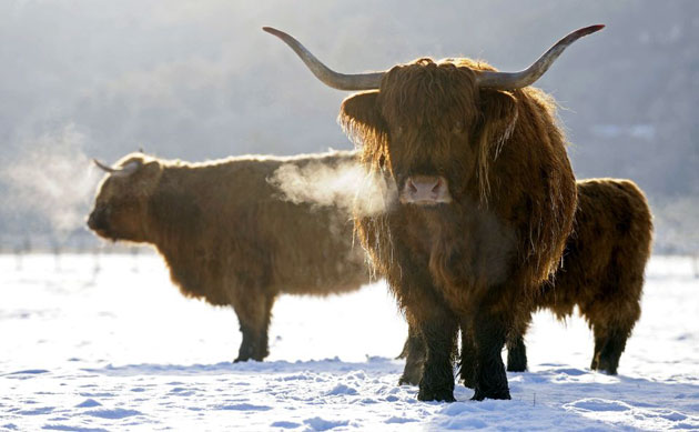 Gallery Week in wildlife: Highland cattle stand in a snow covered field near Pitlochry, Scotland