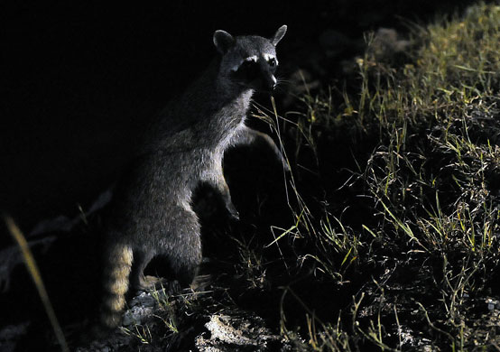 Gallery Week in wildlife: Paraguay, Uruguay: A crab-eating racoon