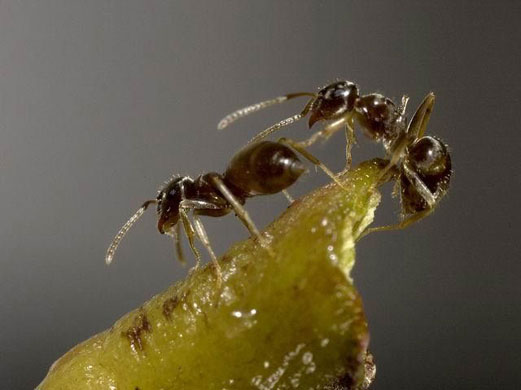 Gallery Week in wildlife: An invasive garden ant