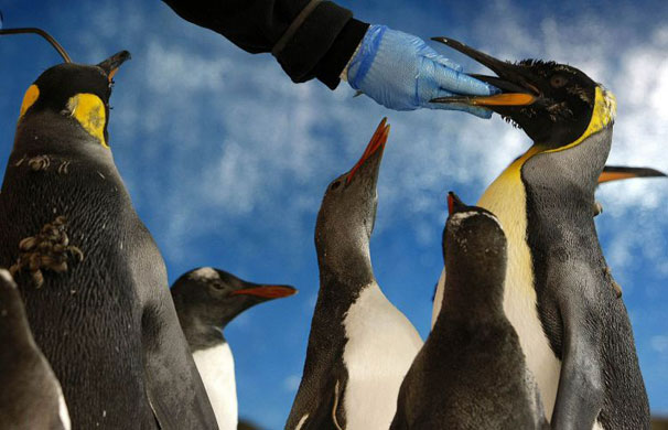 Gallery Week in wildlife: A keeper feeds herring to a king penguin