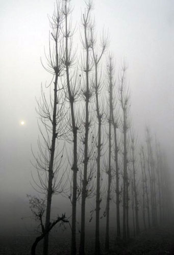Gallery Week in wildlife: Srinagar, India: Willow trees on a cold and foggy morning