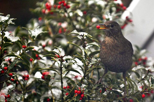 Gallery Week in wildlife: Hanau, Germany: A little bird picks a berry from a snow covered tree