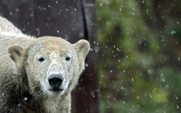 Gallery Week in wildlife: Berlin, Berlin: Knut is surrounded by snowflakes falling on his enclosure