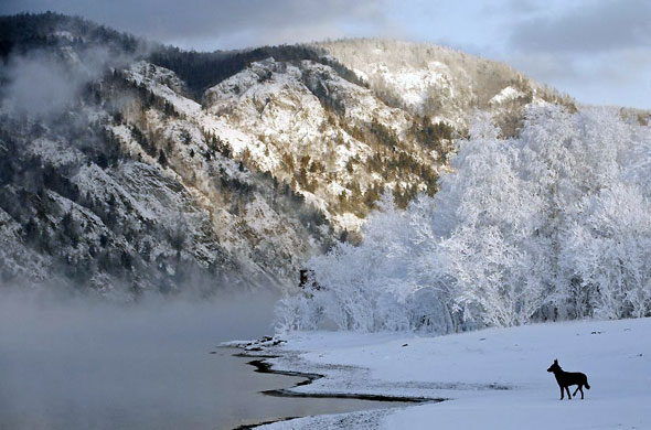 Gallery Week in wildlife: A dog stands on the frozen bank of the Yenisei river