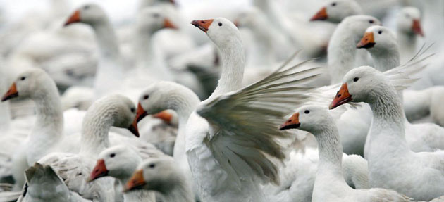 Gallery Week in wildlife: Kuhhorst, Germany: Geese at a farm