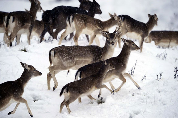 Gallery Week in wildlife: Ripon, UK: Deers in the snow at Studley Royal