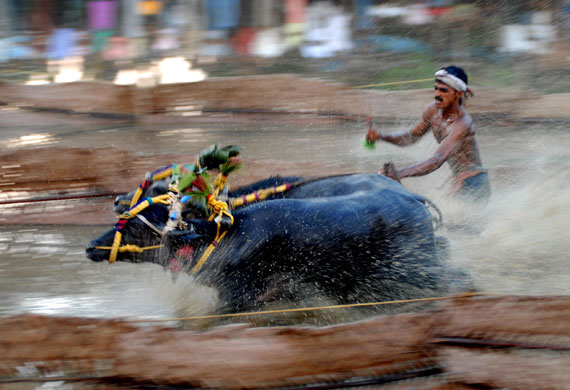 Gallery Sport picture highlights: Buffalo-racing in India