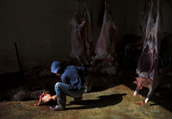 Gallery 24 hours in pictures: A Palestinian boy butchers a sheep during the holiday of Eid al-Adha  