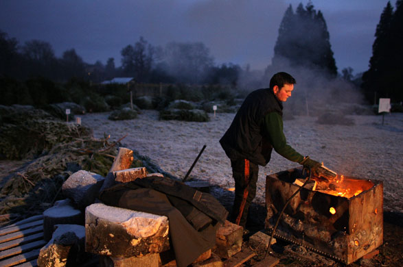 Gallery December 9 2008: The Queen gives christmas trees from her Windsor Estate