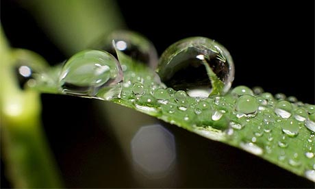 Raindrops on a leaf