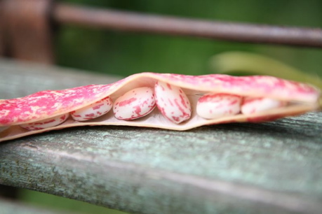 Borlotti beans from observer allotment