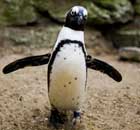 london zoo stock take