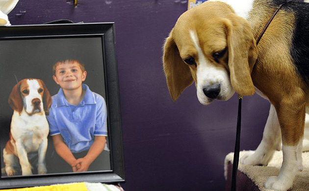 Westminster Kennel Club dog show