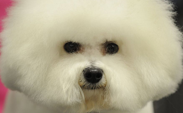 Westminster Kennel Club dog show 