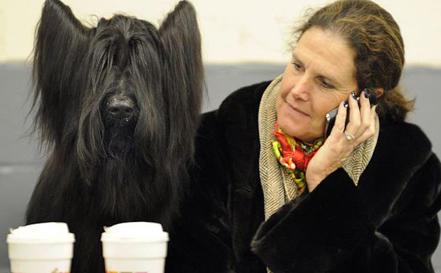 Westminster Kennel Club dog show 
