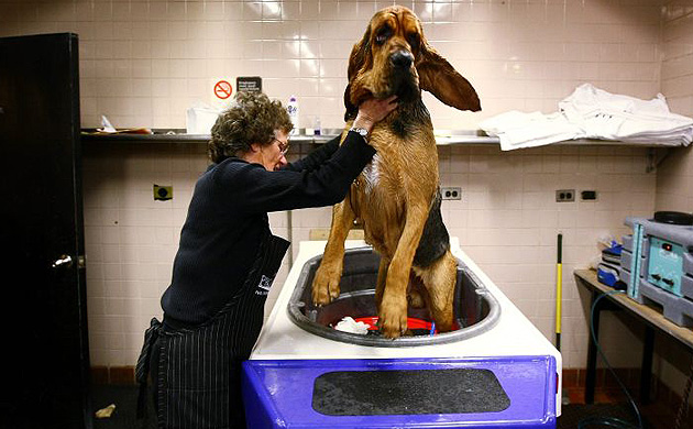 Westminster Kennel Club dog show. 