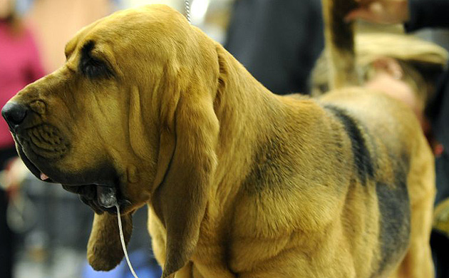 Westminster Kennel Club dog show 