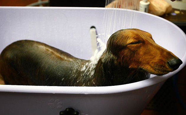 Westminster Kennel Club dog show. 