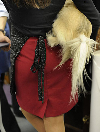 Westminster Kennel Club dog show 